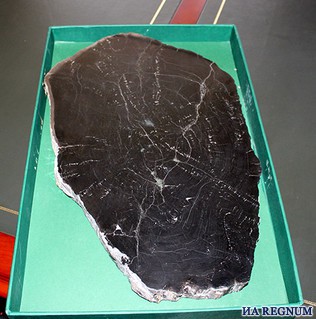 В угольных разрезах Кузбасса нашли окаменелое дерево, которому 200-250 млн лет