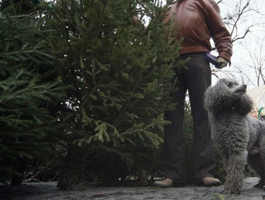  «Живые» елки теряют популярность у кузбассовцев