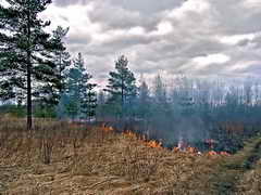 МЧС Кузбасса: Ландшафтные пожары не отступают