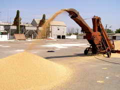 Аграрии Ленинск-Кузнецкого района собрали на 10 тыс. т больше зерна, чем в прошлом году
