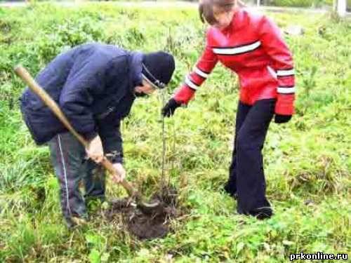 В Беловском районе будет высажено 7,5 тысяч деревьев 
