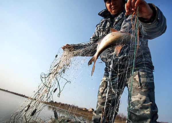 Рыба в водоёмах Кузбасса страдает из-за браконьеров и предприятий ЖКХ