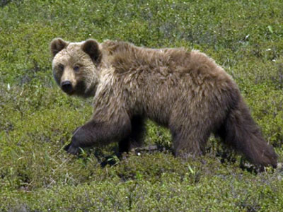 Медведи Кузбасс не терроризируют