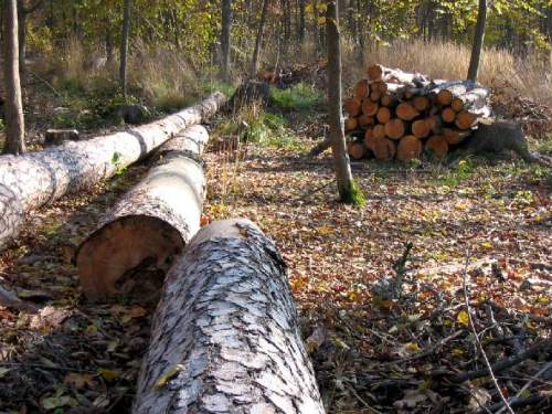 В Кузбассе полицейские выявили незаконную порубку леса