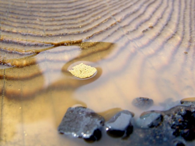 Золотодобытчиков заставят прекратить загрязнение рек Горного Алтая