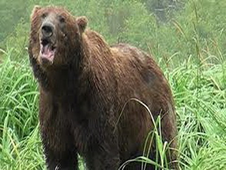 В Калтане полицейские и егеря обезвредили медведя