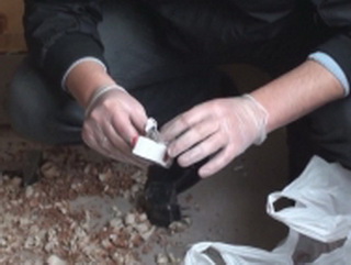 Житель Кузбасса задержан  курьер с 300 граммов амфетамина 