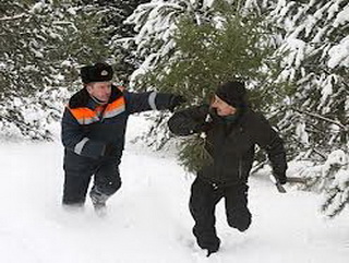 Кузбасские лесничие взяли под усиленную охрану хвойные деревья
