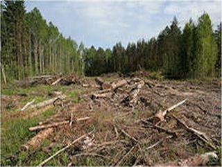 Угольная компания должна возместит более 16,6 млн рублей за вред лесам Кузбасса