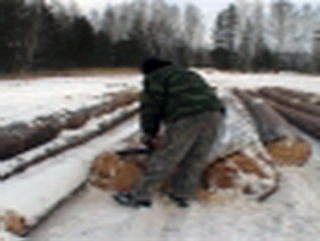 В Кемеровской области полицейские задержали подозреваемого в незаконной рубке леса