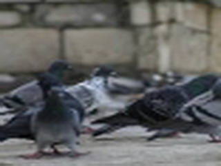 В Кузбассе осудят заводчика голубей за кражу птиц редких пород