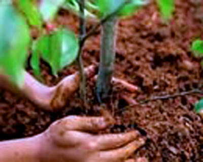 По предварительным данным в единый всекузбасский день посадки леса жители области высадили 400 тысяч деревьев