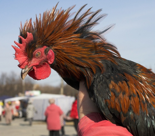 Кузбасские сельхозтоваропроизводители завершили сезон зимы-весны областными ярмарками, посвященными майским праздникам