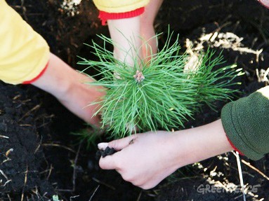 15 тысяч сосен в подарок городу Кемерово посадили лесничие и экологи 