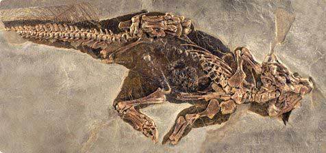 В окрестностях села Шестаково найден скелет динозавра
