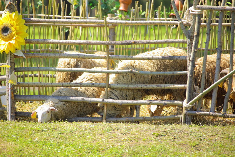 Многодетные семьи Промышленновского района бесплатно получили овец для развития личного подсобного хозяйства