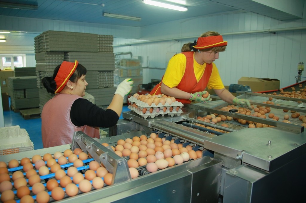 В 2015 году в Кузбассе произвели 1,1 млрд яиц