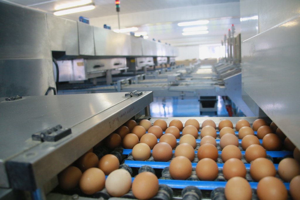 В 2015 году в Кузбассе произвели 1,1 млрд яиц