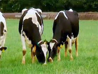 Многодетная приемная семья из Таштагольского района получила сертификат на приобретение элитной молочной коровы