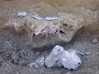 Останки мамонта найдены в Кузбассе