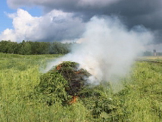 В Топках Кемеровской области полицейские уничтожили более трёх гектаров дикорастущей конопли