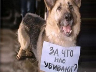 В Кемеровской области возбуждено уголовное дело по факту жестокого обращения с животным