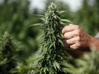В Киселевске Кемеровской области будут судить сборщика марихуаны