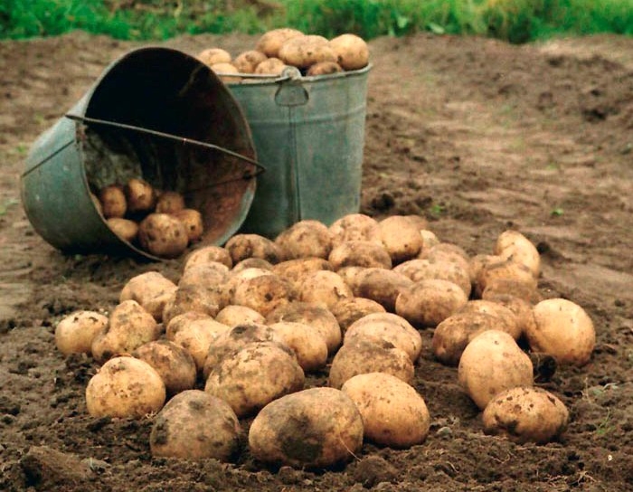 В Кузбассе злоумышленник «помог» местному жителю собрать урожай картошки
