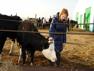 30 многодетных семей в Кузбассе получили бесплатно коров по губернаторской акции