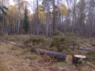 В Кемеровской области задержали подозреваемых в незаконной вырубке леса на сумму более 3,5 миллионов рублей