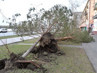 В Кузбассе ураган повалил деревья 