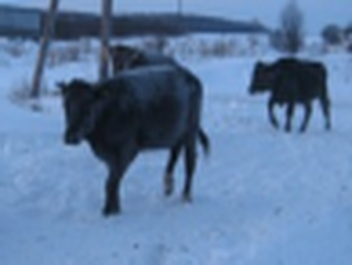 В Кузбассе пожарные спасли более ста коров