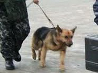 В Юрге Кемеровской области служебно-розыскная собака вывела полицейских на след преступника