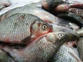 В 2014 году рыбоводными хозяйствами Кузбасса реализовано 809 тонн товарной рыбы