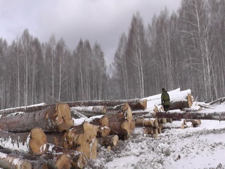 В Кемеровской области житель предстанет перед судом за вырубку леса в особо крупном размере 