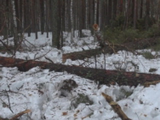 В Кемеровской области полицейские пресекли факт незаконной вырубки леса в особо крупном размере