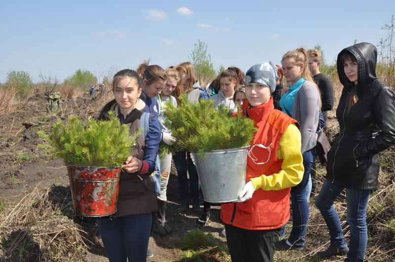 В Кузбассе в 2015 году посажено 7,117 млн деревьев и кустарников