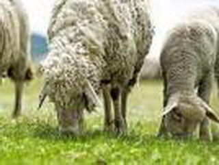 500 многодетных семей Кузбасса бесплатно получат овец по новой областной акции 