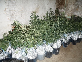 В Кемеровской области наркоман обустроил в своем гараже марихуановую оранжерею