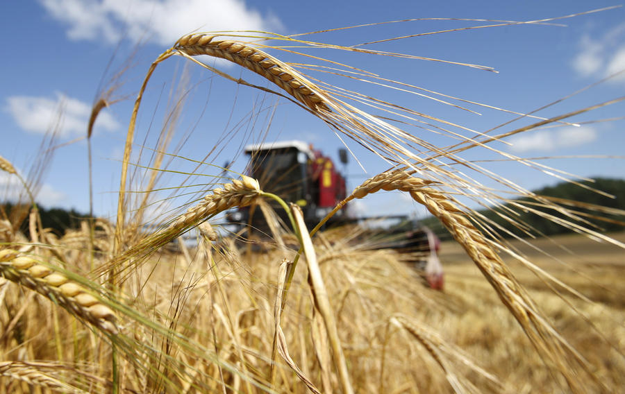 Аграрии Прокопьевского района показывают самую высокую урожайность зерновых