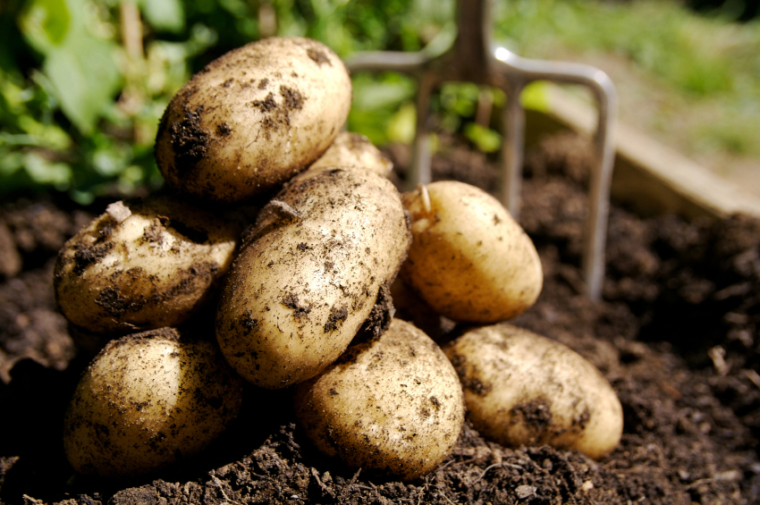 2-6 сентября объявлены всекузбасскими днями уборки картофеля