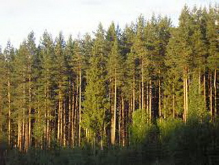Работники лесного комплекса Кузбасса отметили профессиональный праздник
