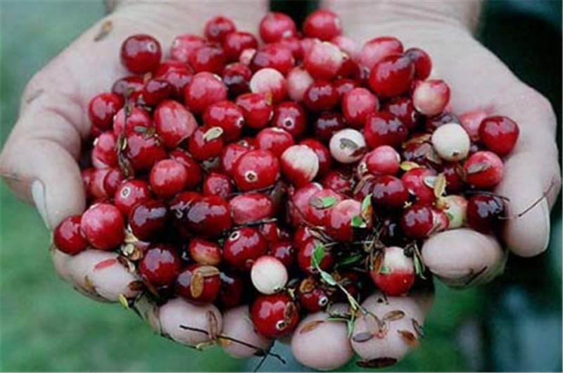В Кемеровской области начался сезон сбора поздних дикорастущих ягод