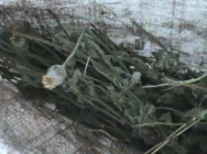 В Кемеровской области полицейские изъяли у местного жителя более 5 килограммов маковой соломы