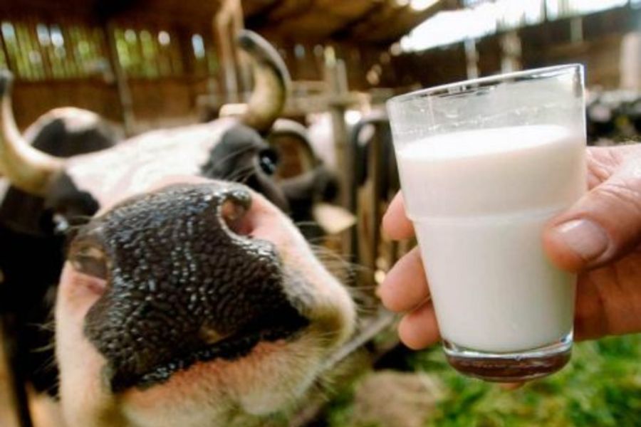 К 2017 году годовой объем производства молока в Кузбассе должен увеличиться на 20% по сравнению с 2014 годом
