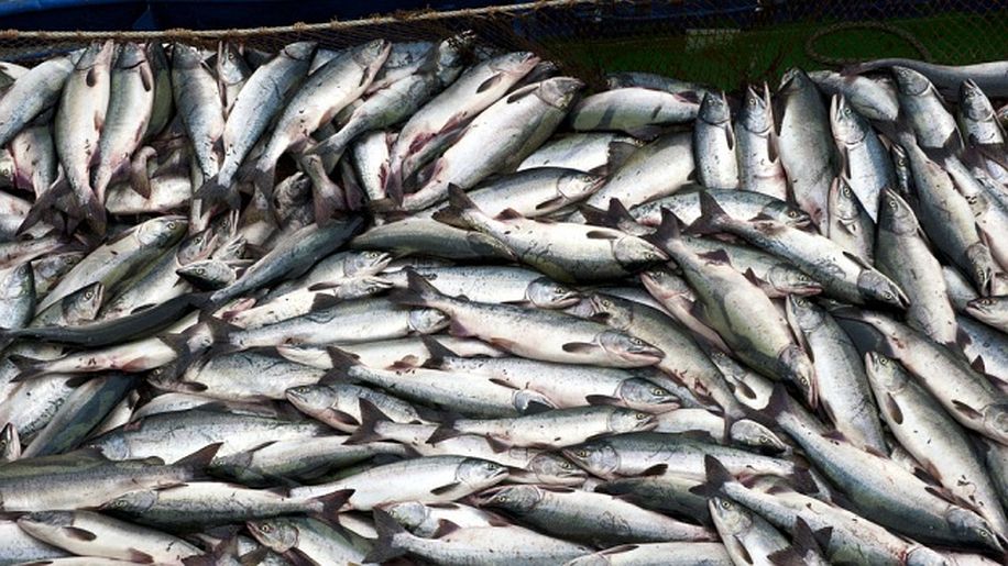 Важнейшая задача кузбасского агропрома – предметное развитие рыбной отрасли