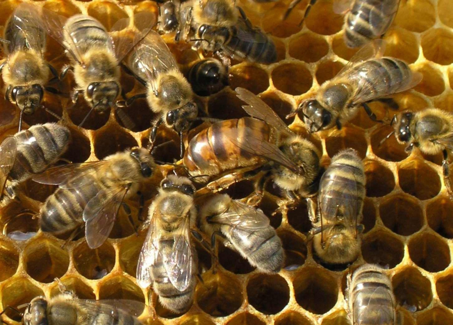Аман Тулеев призвал пасечные хозяйства региона объединяться в крупные пчеловодческие кооперативы
