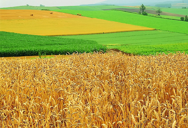 Тулеев предложил ужесточить наказания за брошенные земли сельхозназначения