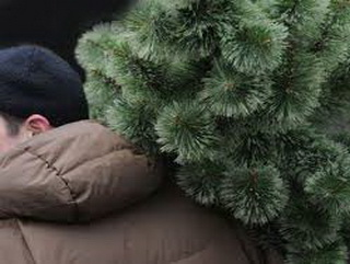 Кузбасские полицейские задержали злоумышленников, похитивших новогоднюю ель