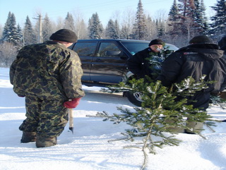 В Кузбассе снизилось количество незаконно срубленных новогодних елей